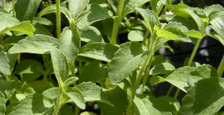 What-Is-Stevia-Made-Of