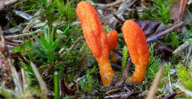 cordyceps-militaris