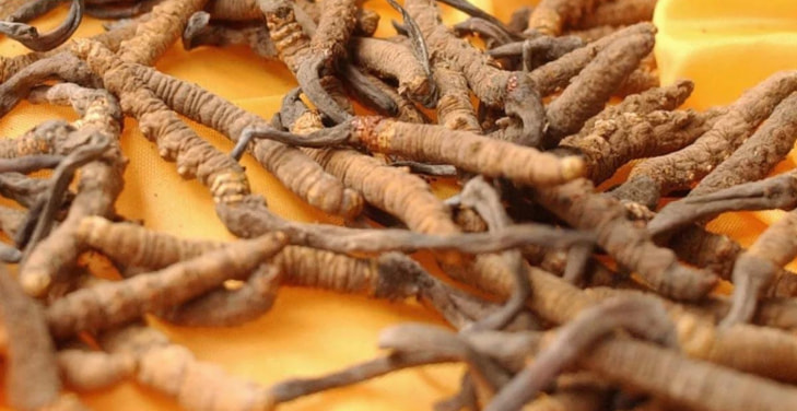 cordyceps-sinensis