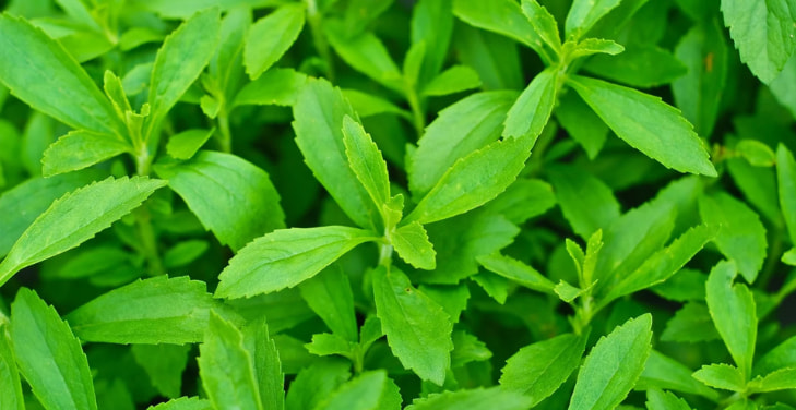 stevia-leaf-extract-dangers