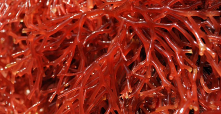 carrageenan