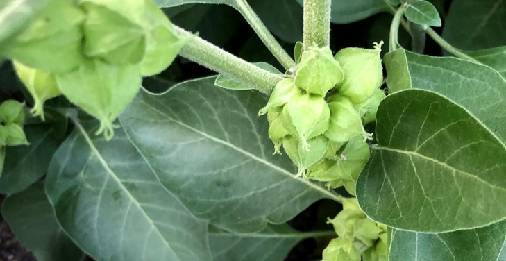 ashwagandha-drug-interactions