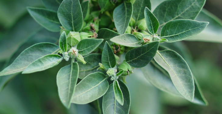 best-time-of-day-to-take-ashwagandha best-time-of-day-to-take-ashwagandha