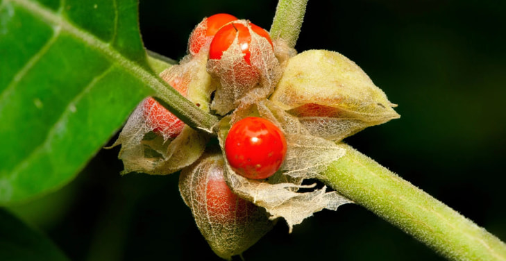 dangers-of-ashwagandha-in-men dangers-of-ashwagandha-in-men