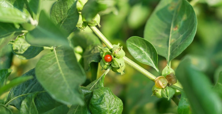 dangers-of-ashwagandha-in-women dangers-of-ashwagandha-in-women