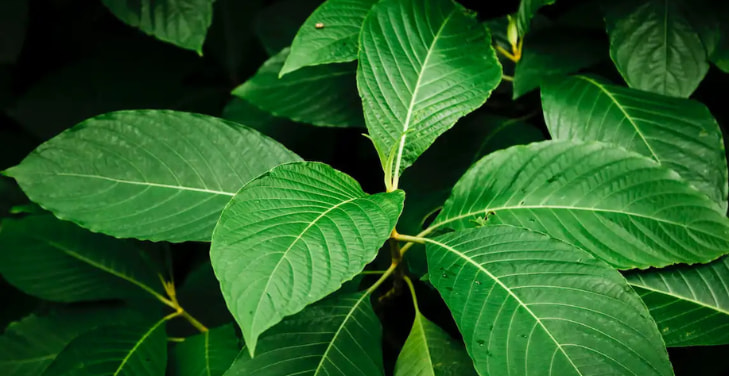 dangers-of-kratom-in-humans