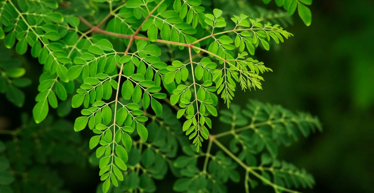 dangers-of-moringa dangers-of-moringa