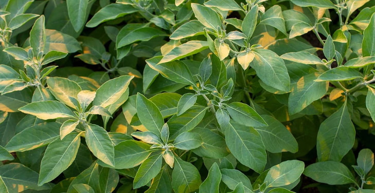 does-ashwagandha-increase-testosterone