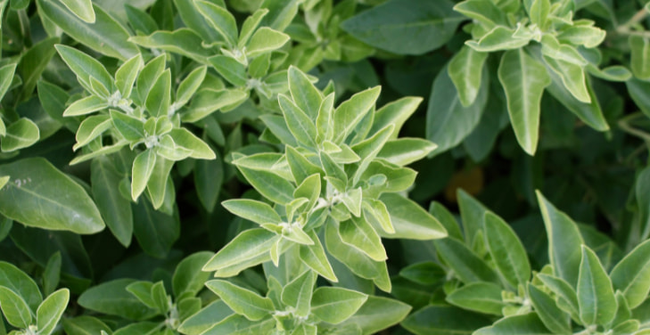 does-ashwagandha-make-you-sleepy