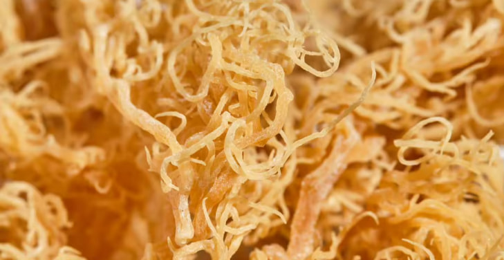 does-sea-moss-cause-diarrhea does-sea-moss-cause-diarrhea
