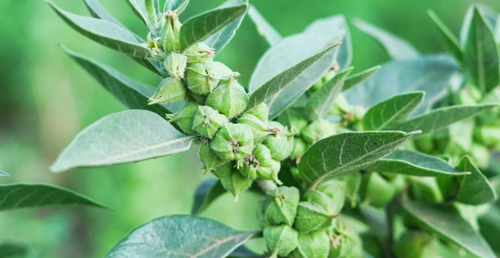 how-much-ashwagandha-daily how-much-ashwagandha-daily