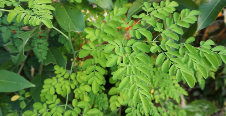 how-to-use-moringa-powder