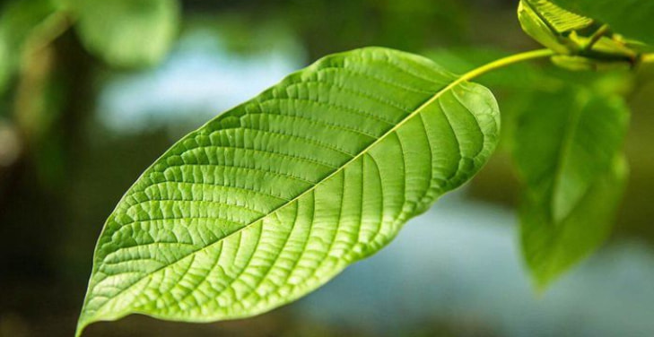 is-kratom-an-opioid
