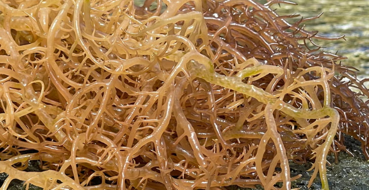 is-sea-moss-poisonous