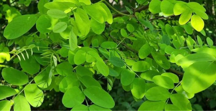 moringa-benefits-for-men moringa-benefits-for-men