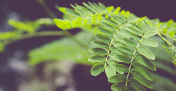 moringa-benefits-for-women moringa-benefits-for-women