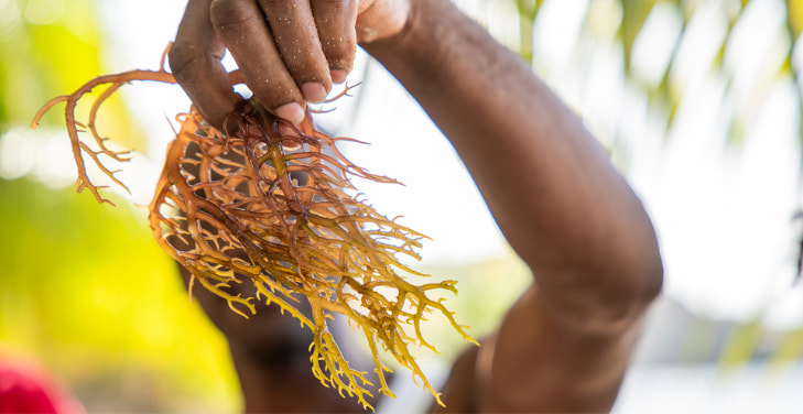 what-are-the-benefits-of-sea-moss-for-men what-are-the-benefits-of-sea-moss-for-men