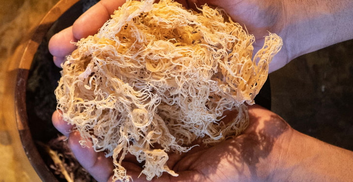 what-are-the-benefits-of-sea-moss-for-women what-are-the-benefits-of-sea-moss-for-women