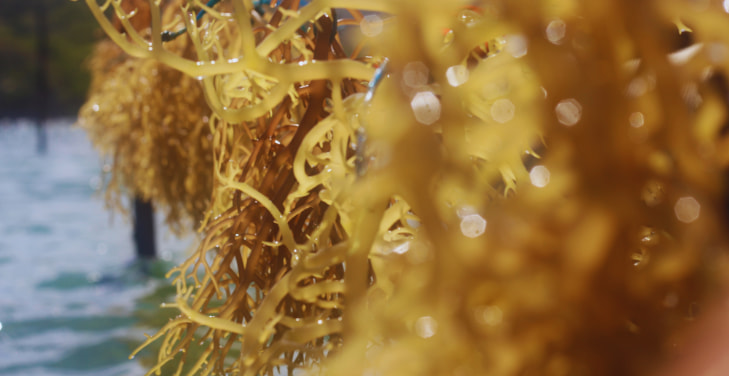 what-are-the-benefits-of-sea-moss-gel
