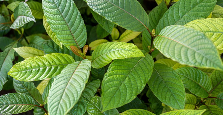 what-is-kratom-used-for