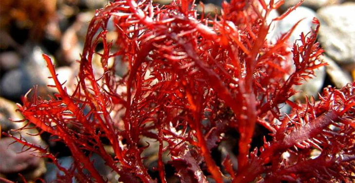 why-is-carrageenan-so-bad