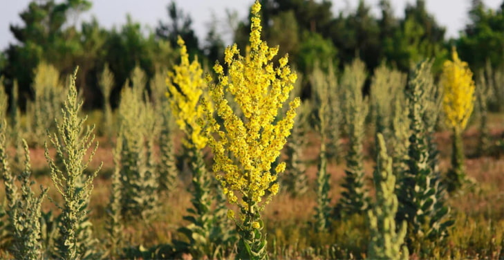 dangers-of-mullein