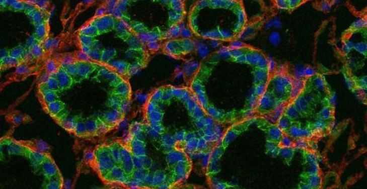 extracellular-matrix-function