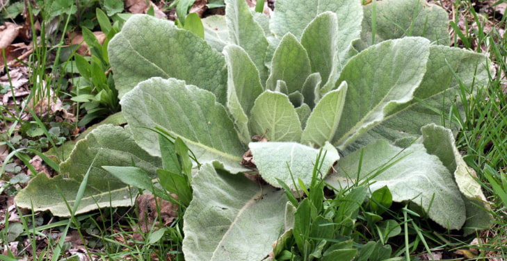 mullein-leaf-extract-for-lungs