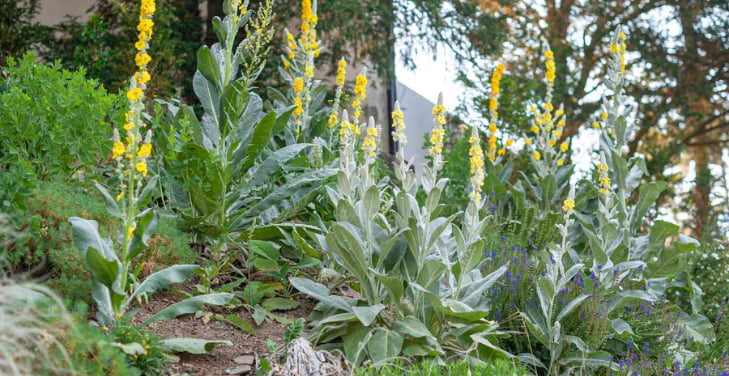 mullein-pros-and-cons