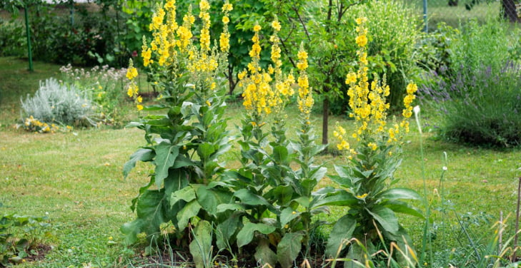 mullein