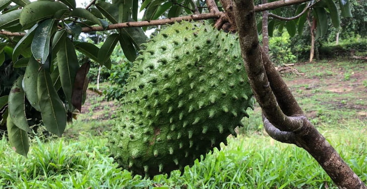soursop-benefits-and-side-effects (1)