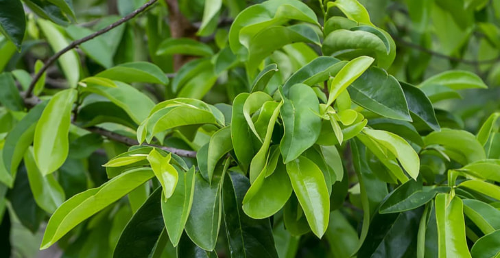 soursop-leaves (2)
