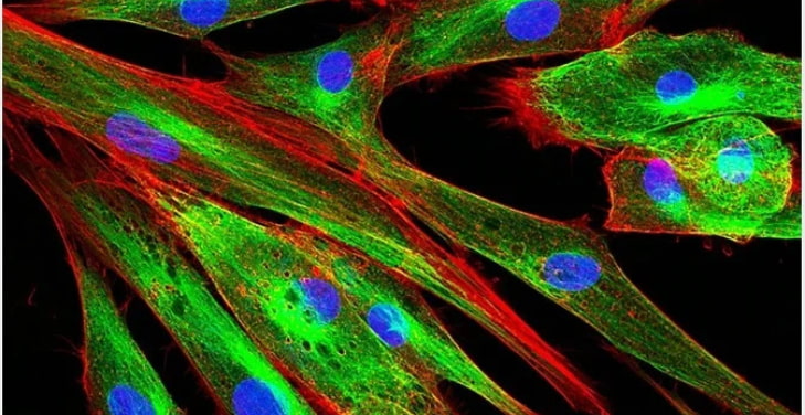 what-is-extracellular-matrix