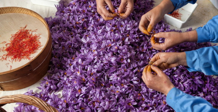 where-does-saffron-come-from where-does-saffron-come-from