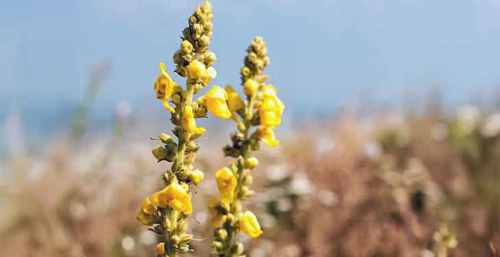 who-should-not-take-mullein