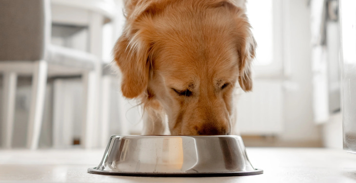 can-dogs-eat-chia-seeds
