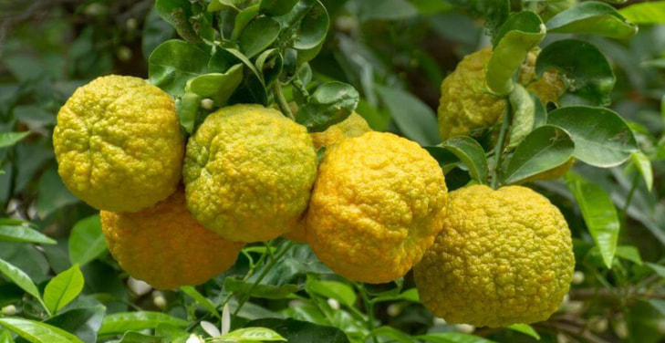 citrus-bergamot