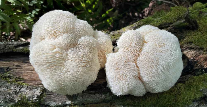 dangers-of-lions-mane-mushrooms