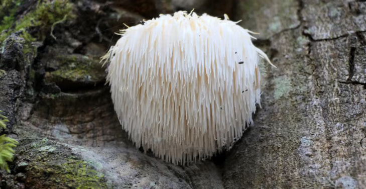 lions-mane-extract lions-mane-extract