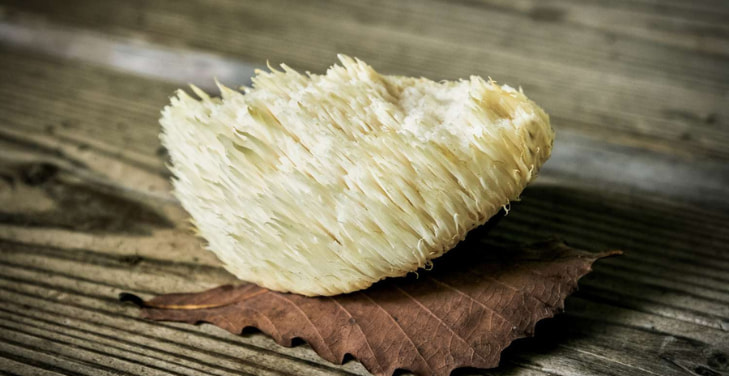 lions-mane-mushroom-benefits