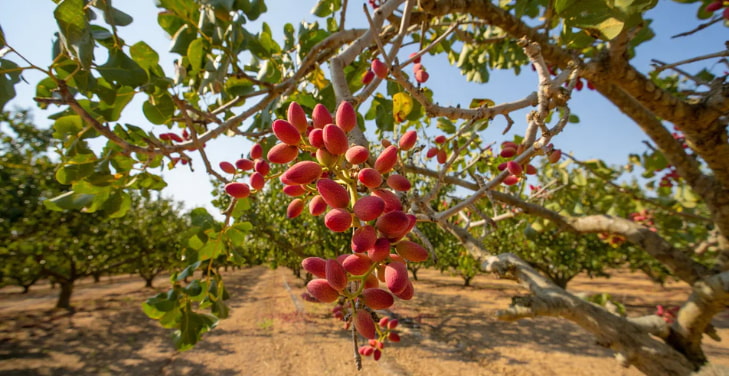 where-are-pistachios-grown