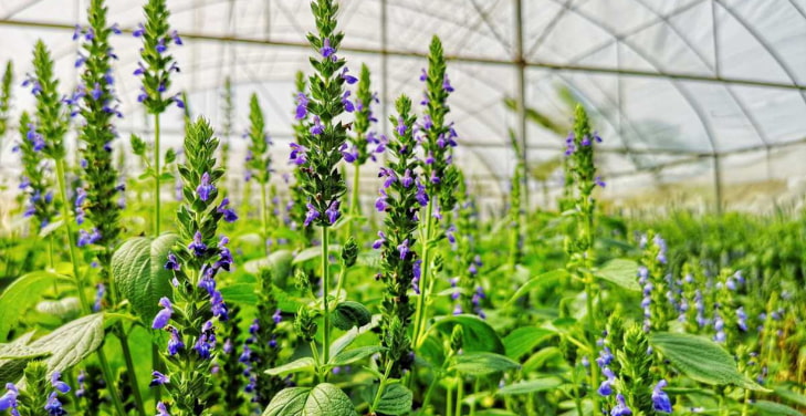 where-do-chia-seeds-come-from