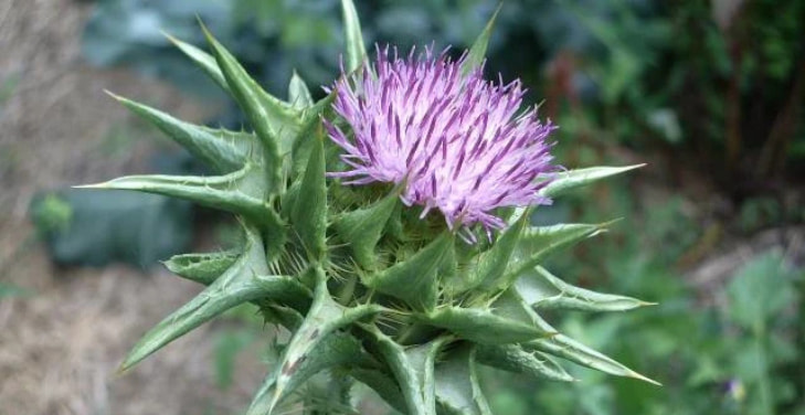 dangers-of-milk-thistle