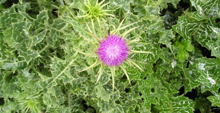 does-milk-thistle-help-liver-damage