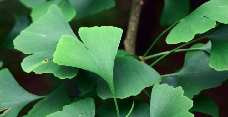 ginkgo-biloba-dangers