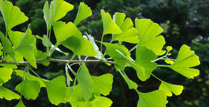 ginkgo-biloba-extract