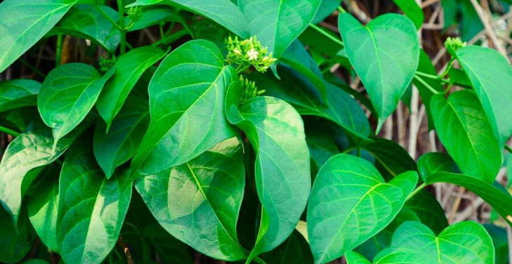 gymnema-sylvestre-extract