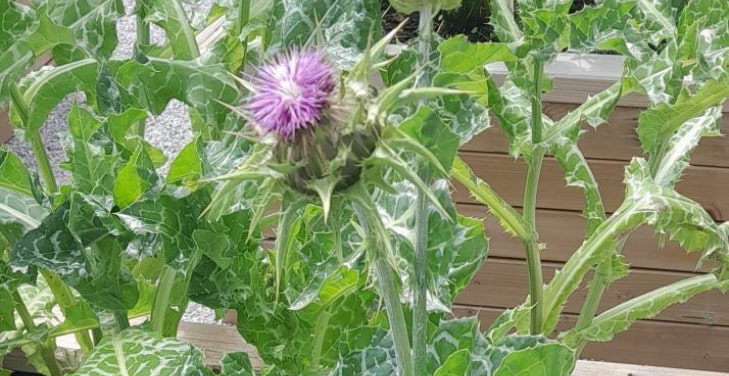 milk-thistle-benefits-for-women