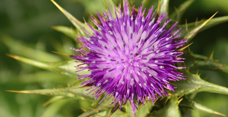 milk-thistle-manages-diabetes