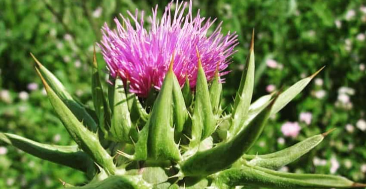 milk-thistle-pros-and-cons